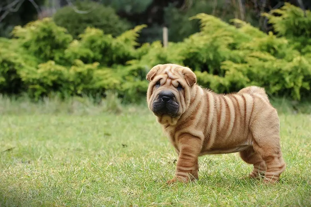 Razas de perros con orejas cortas: Únicos y adorables compañeros