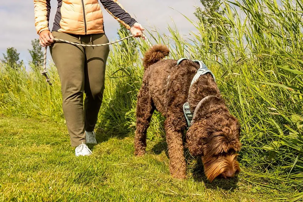 Razas de perros de asistencia australian cobberdog