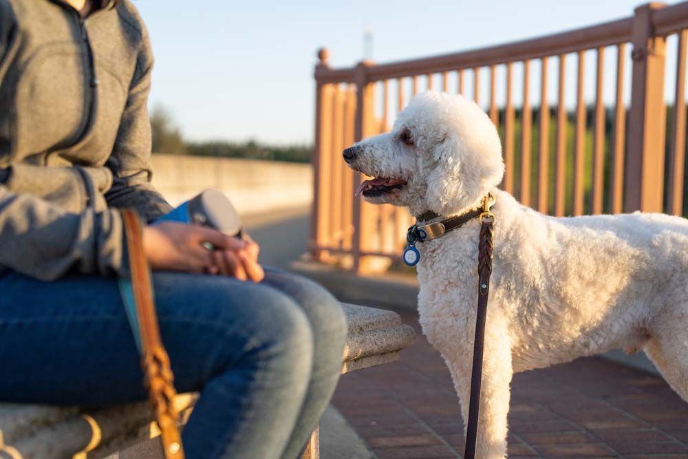 Razas de perros de asistencia caniche