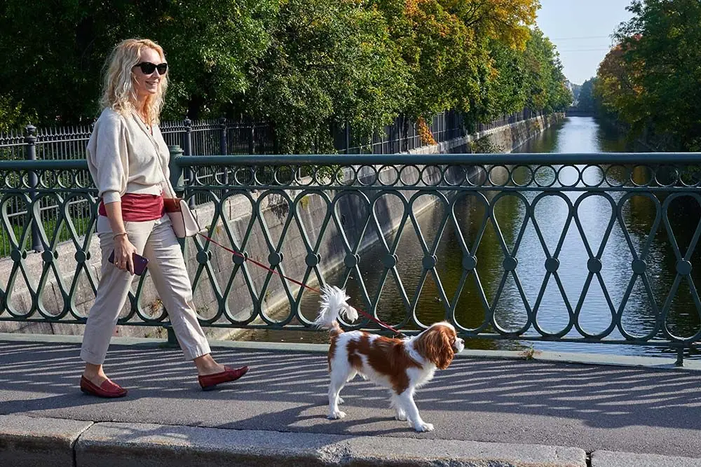 Razas de perros de asistencia cavalier king charles