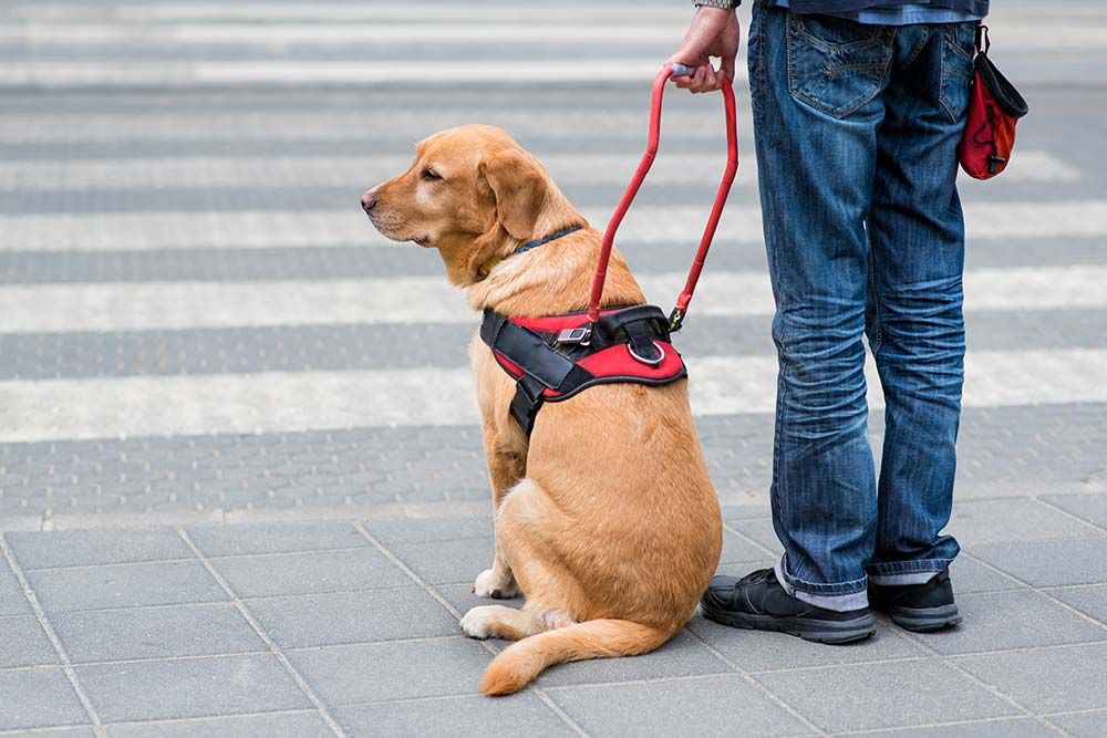 Razas de perros de asistencia golden retriever