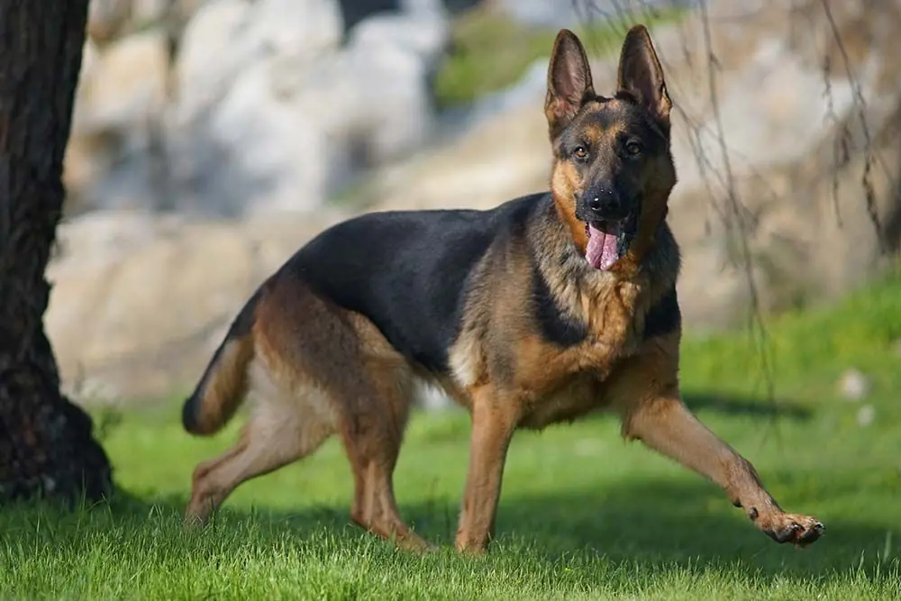 Razas de perros de asistencia pastor aleman