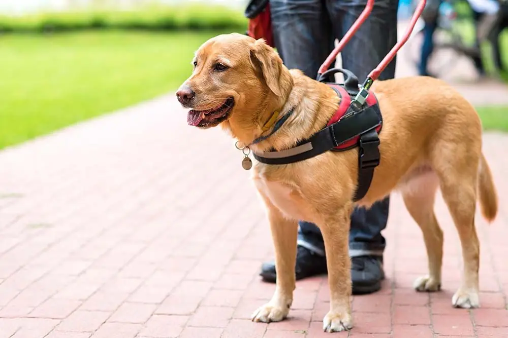 Razas de perros de asistencia: ideales para ofrecer ayuda y compañía