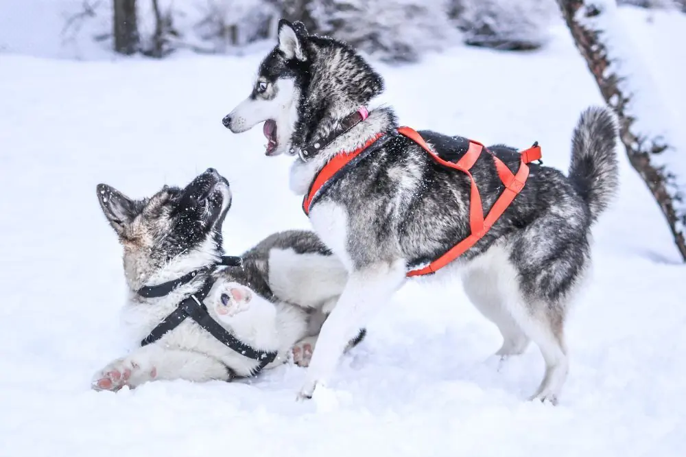 Perros para clima invernal: Conoce las razas mejor adaptadas al frío