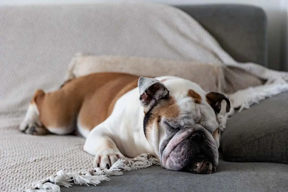 Razas de perros para pisos departamentos bulldog ingles