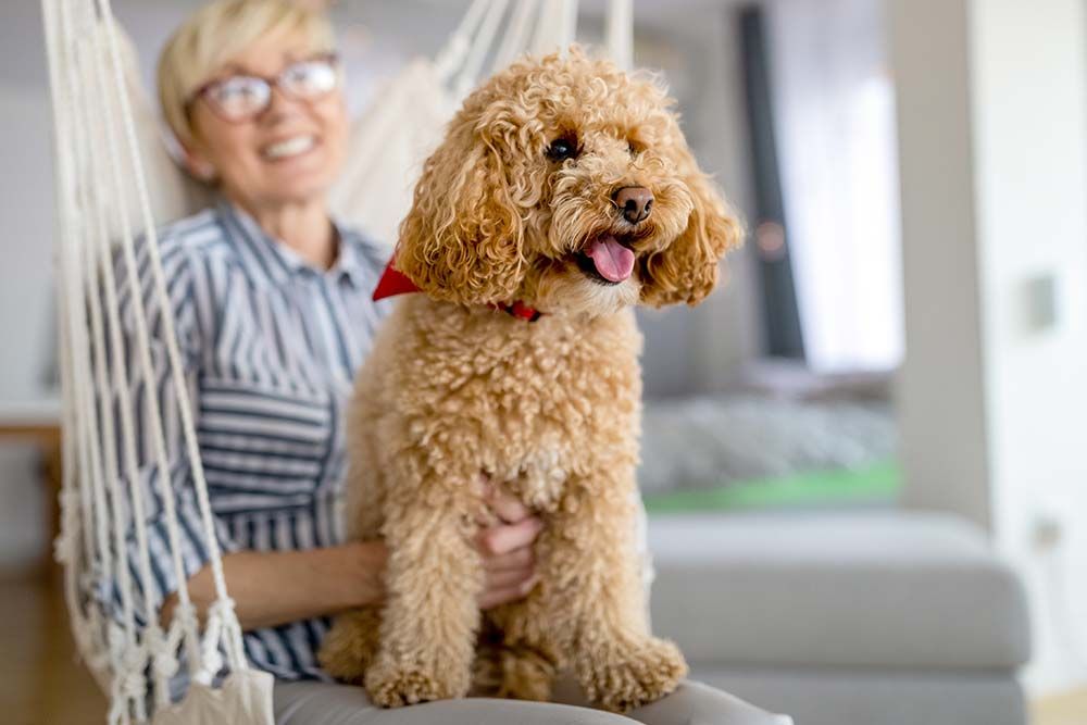 Razas de perros para pisos departamentos crea espacio acogedor
