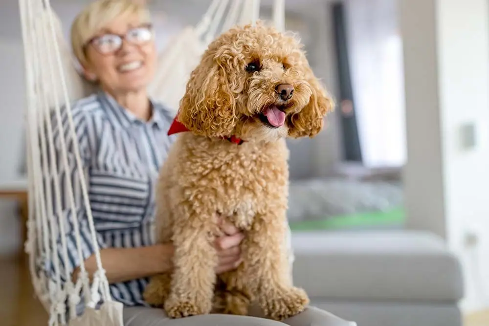 Razas de perros para pisos departamentos crea espacio acogedor