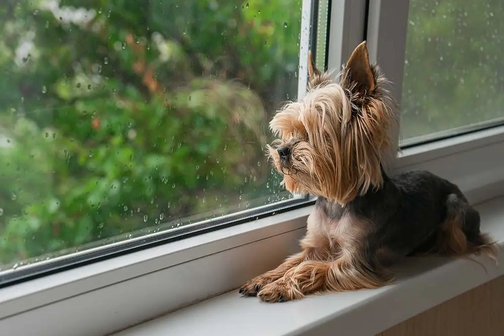Razas de perros para pisos: Conoce las razas más adecuadas para vivir en espacios reducidos