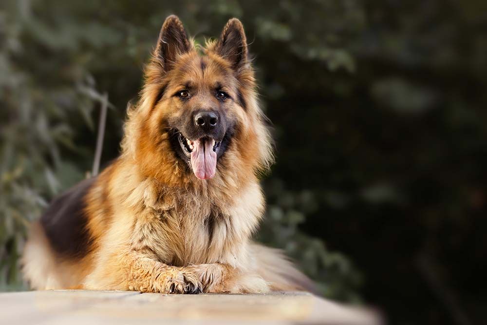 Razas de perros pastores Pastor aleman
