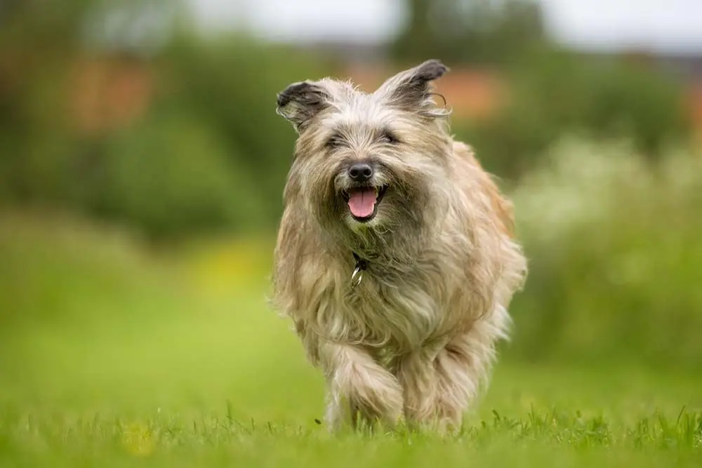 Razas de perros pastores Pirenaico