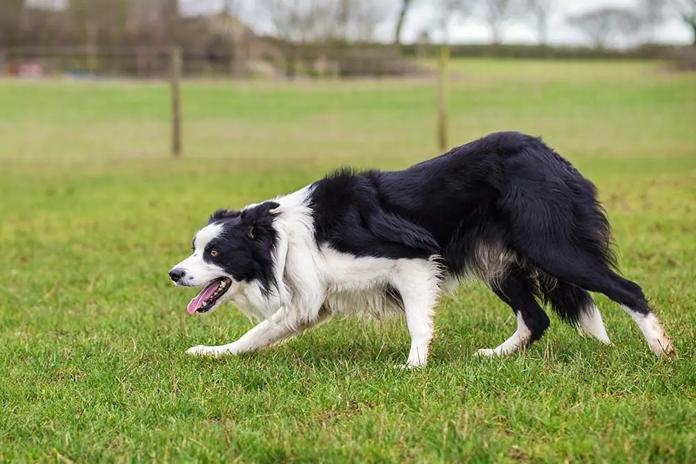 Razas de perros pastores: Conoce las razas expertas en pastoreo y protección