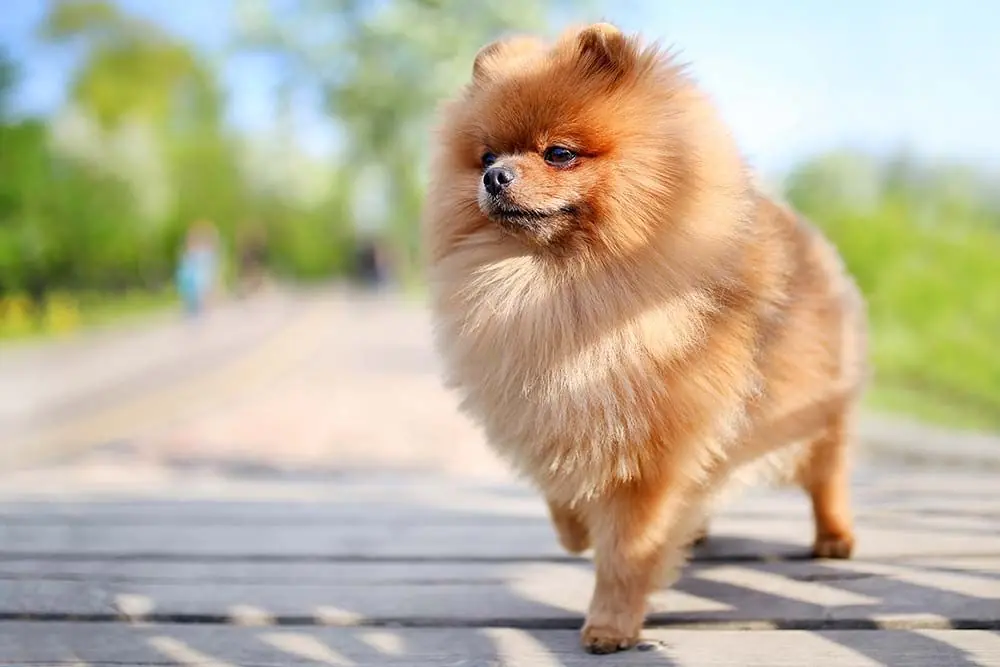 Razas de perros proporcionados Pomerania