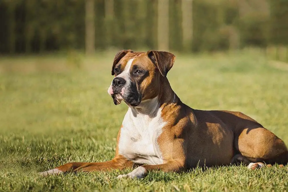 Razas de perros proporcionados: Descubre las razas con una apariencia física equilibrada