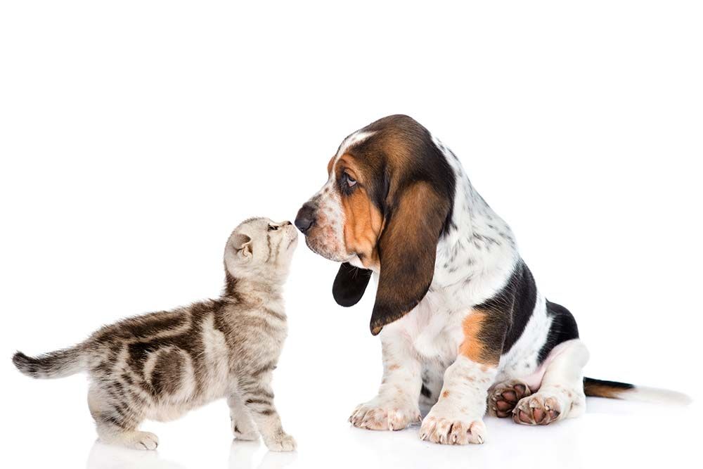 Razas de perros que se llevan bien con gatos basset hound