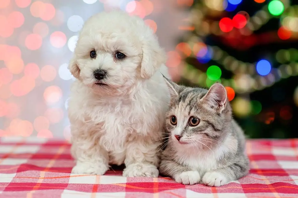 Razas de perros que se llevan bien con gatos bichon frise