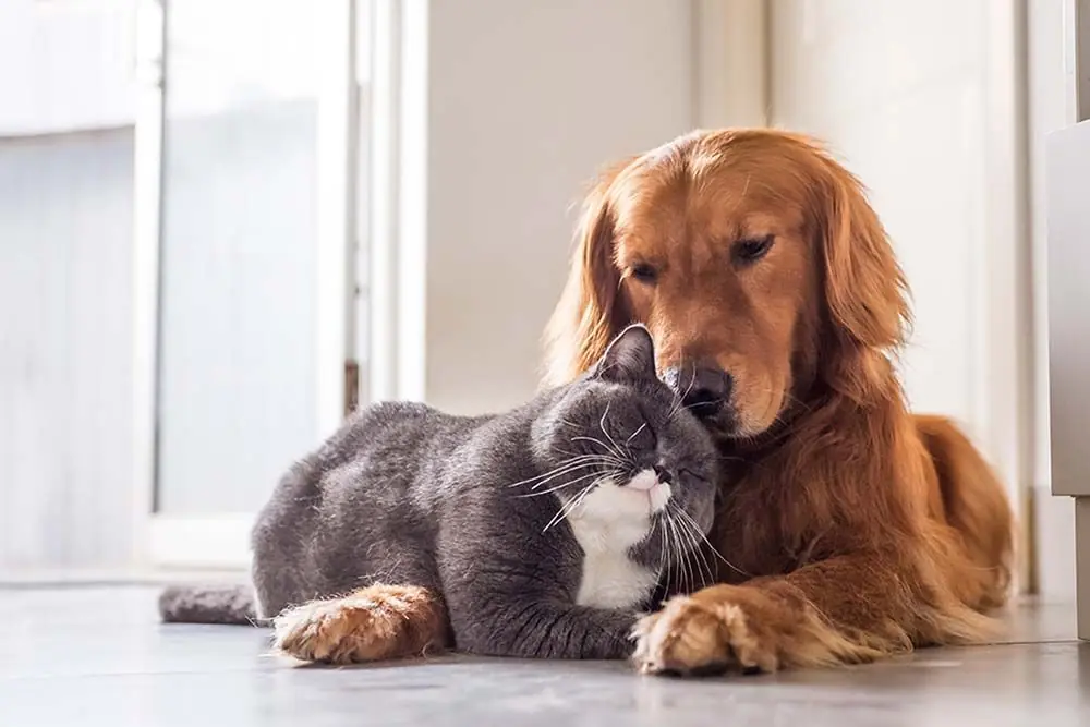 Perros que se llevan bien con gatos: descubre las razas más amigables