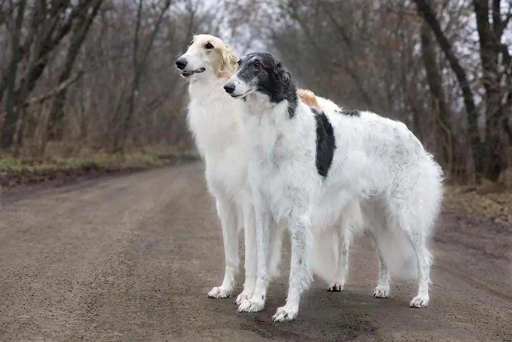 Razas de perros rusos Borzoi