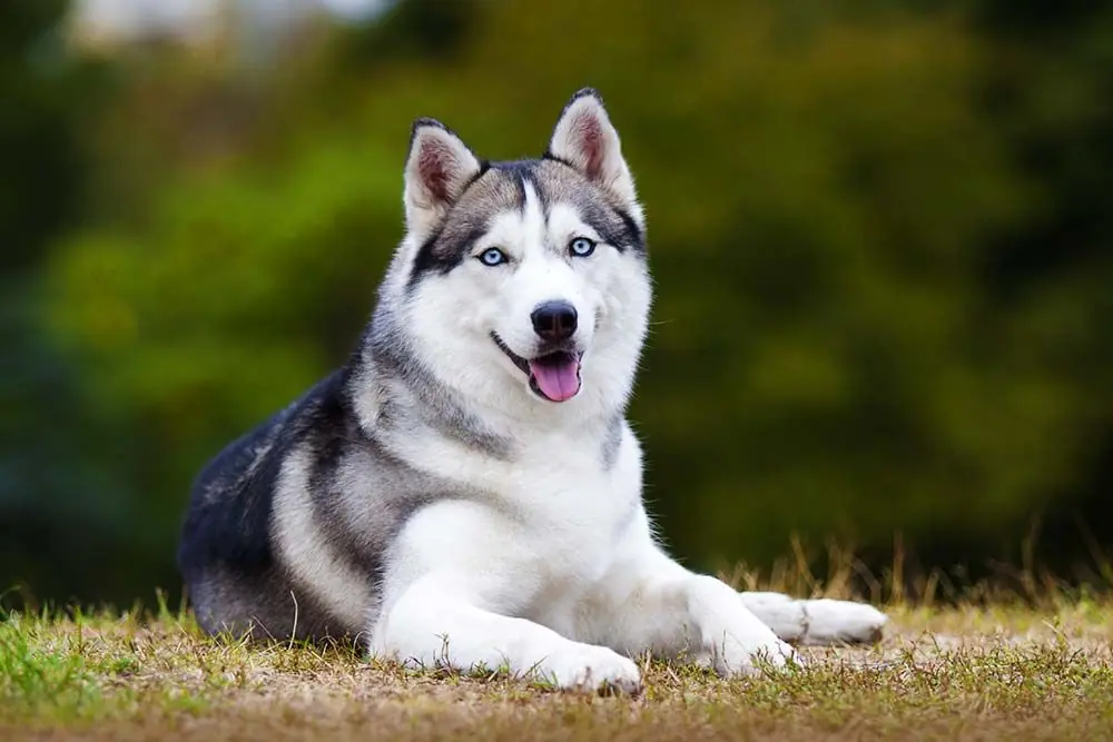 Razas de perros rusticos Husky siberiano