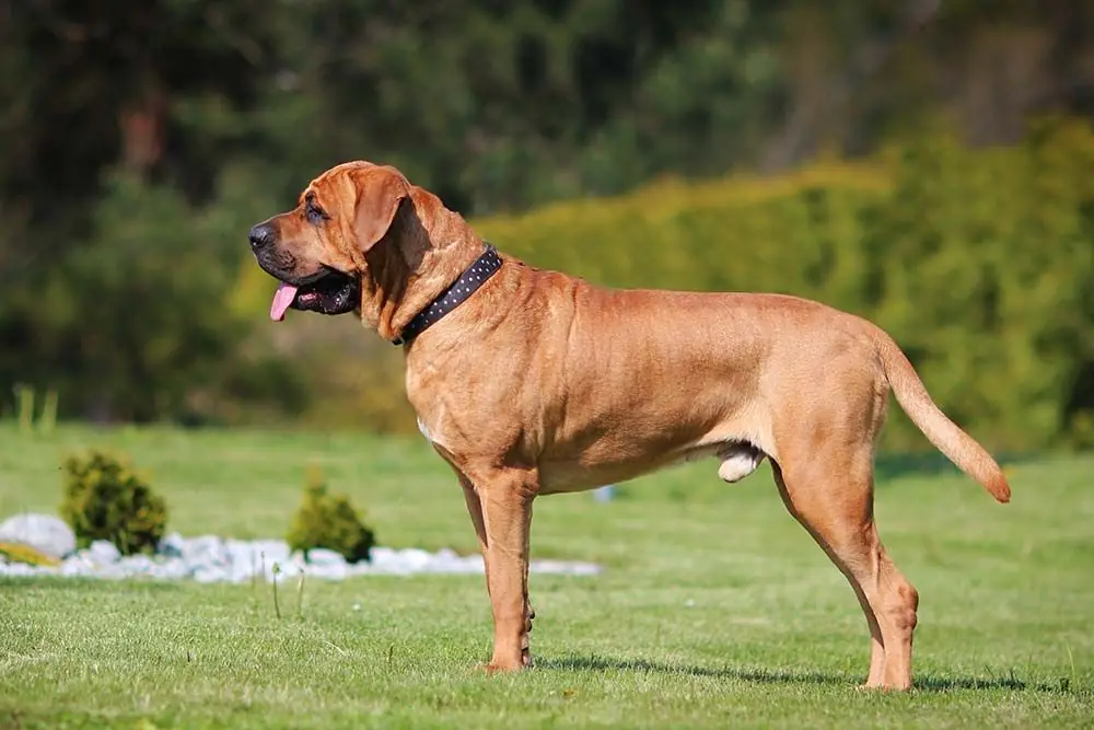 Razas de perros rusticos Tosa inu