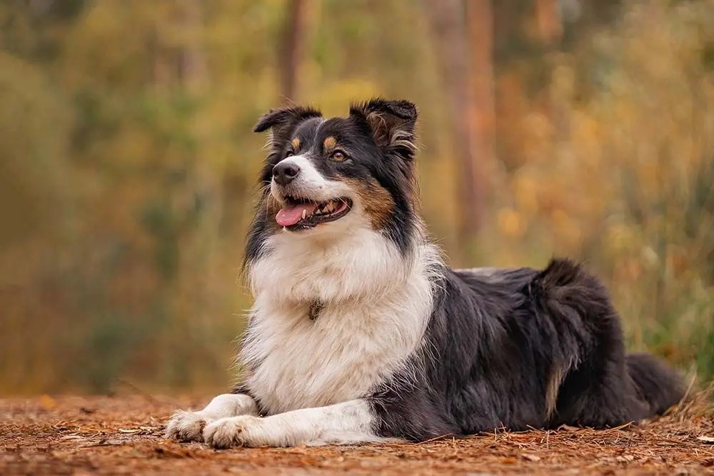 Razas de perros rústicos: Conoce su adaptabilidad a diversos ambientes