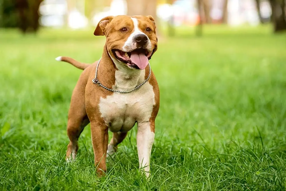 Razas pitbull American Staffordshire Terrier