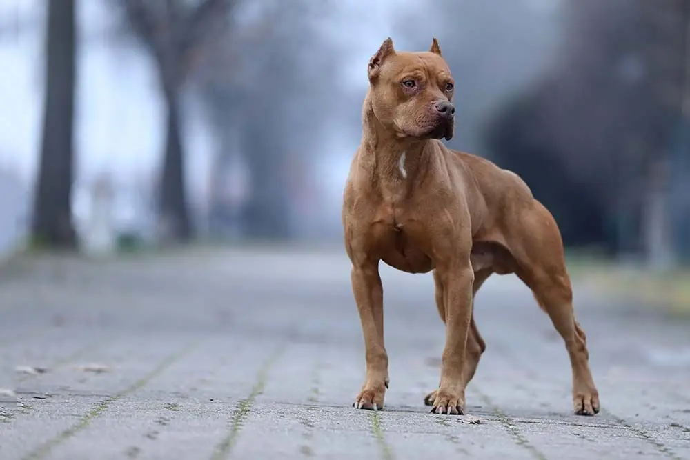 Razas de perros Pitbull: Descubre los diferentes tipos, nombres y características