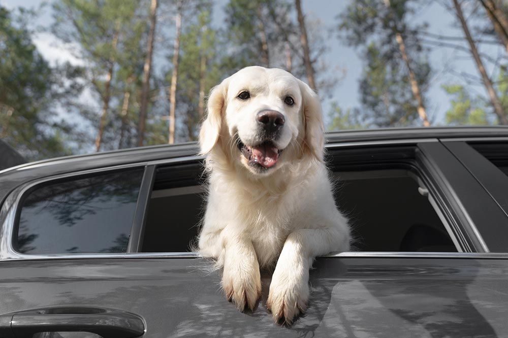 Requisitos previos seguro de viaje perro