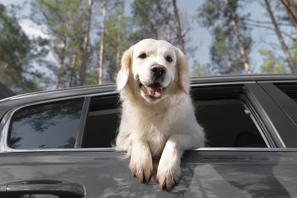 Requisitos previos seguro de viaje perro