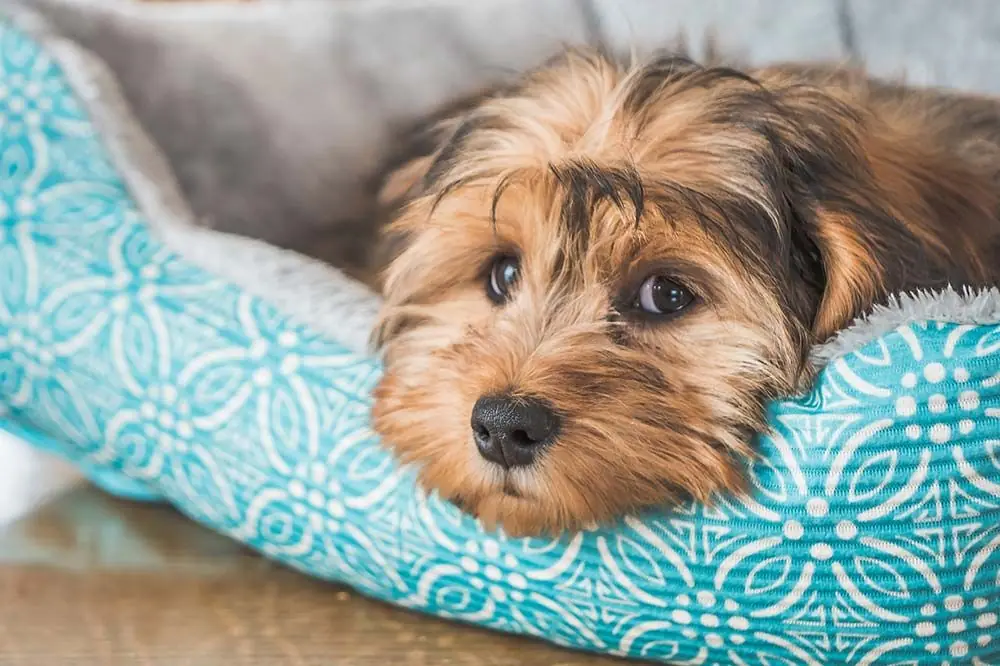 Scopri quanto tempo può digiunare un cane: tutto quello che devi sapere