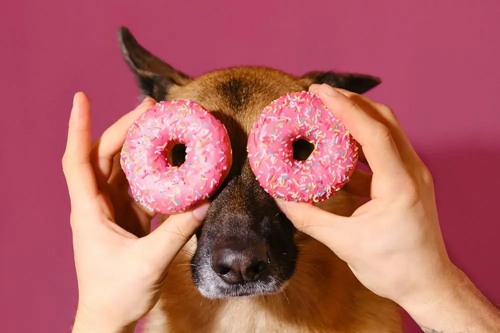 Scopri se i dolci sono sicuri per il tuo cane