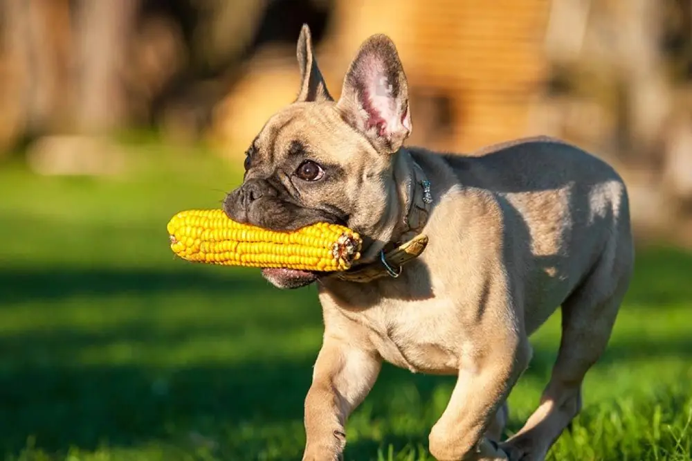 Scopri se il mais è un'opzione salutare per il tuo cane