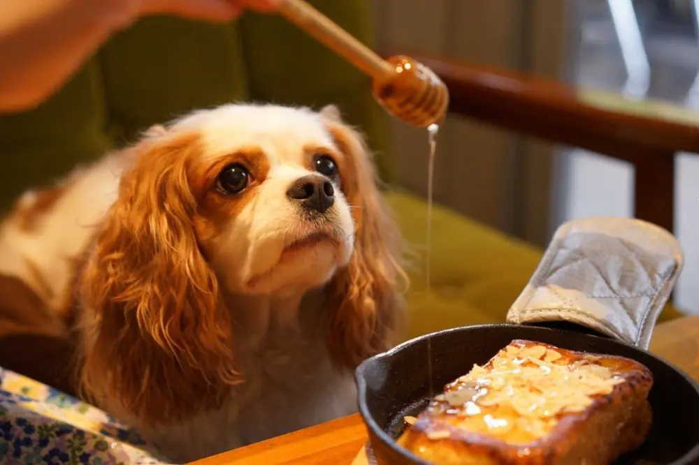 Scopri se il miele è un buon alimento per il tuo cane