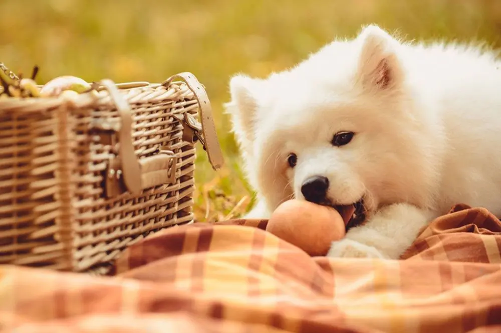 Scopri se le pesche sono sicure e salutari per il tuo cani