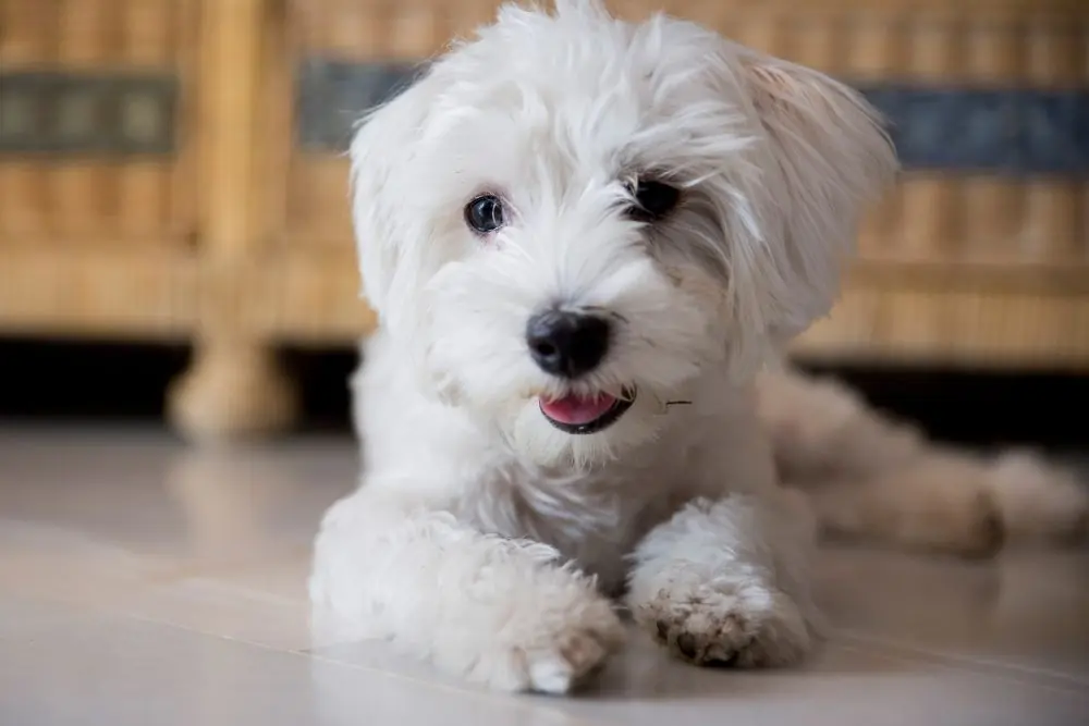 Scopriamo le Razze di Cani che Perdono Meno Pelo