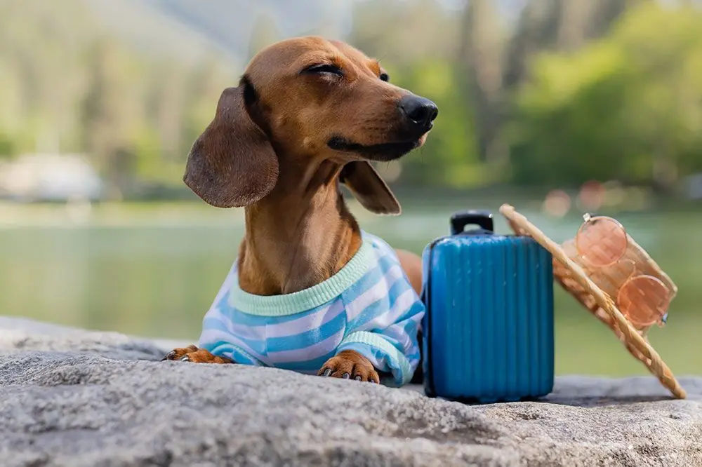 Seguro de viaje para perros: Viaja con total tranquilidad junto a tu leal compañero