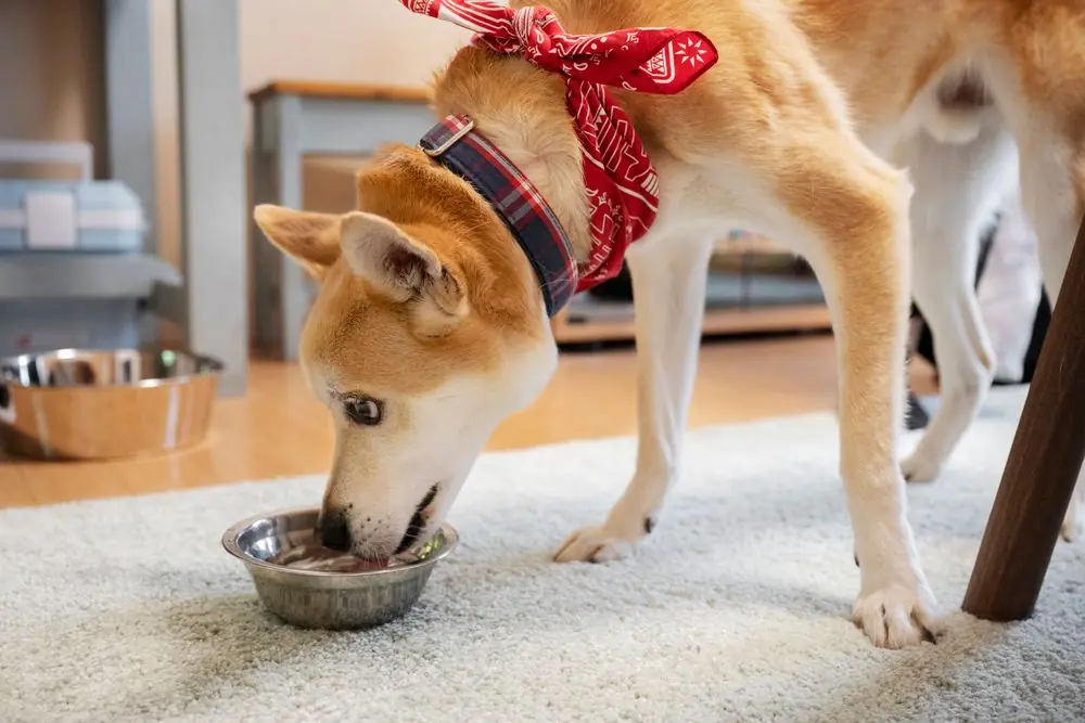Shiba Inu disfrutando de su comida en el interior