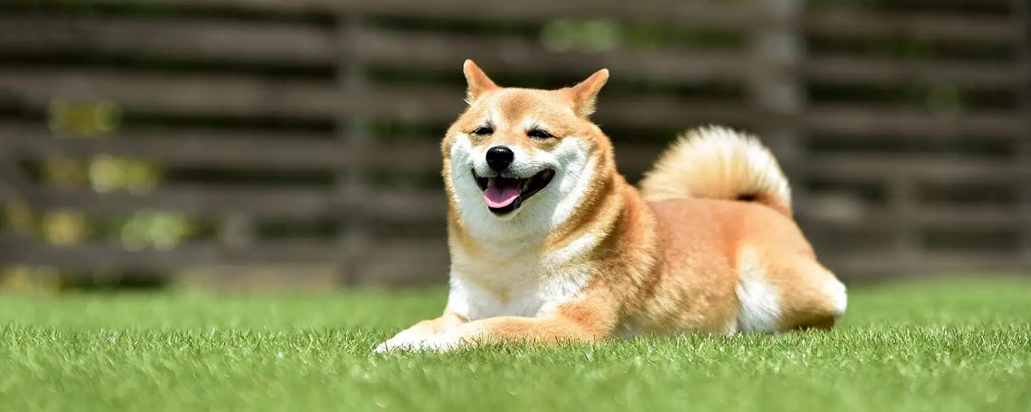 Shiba Inu giapponese: Scopri di più su questa razza di