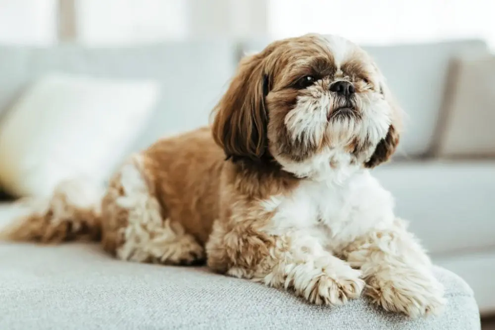Shih Tzu