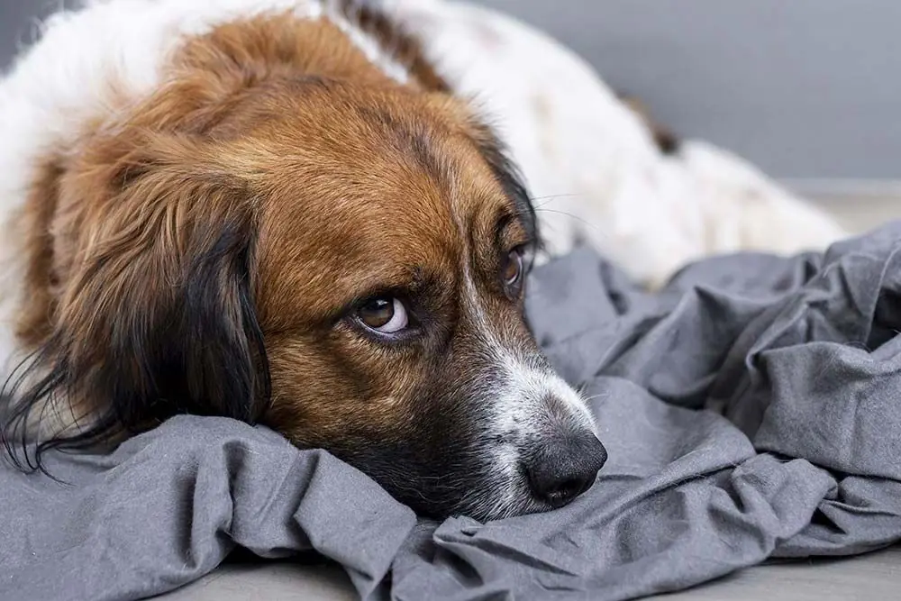 Sintomi da considerare se tuo cane ha consumato uva