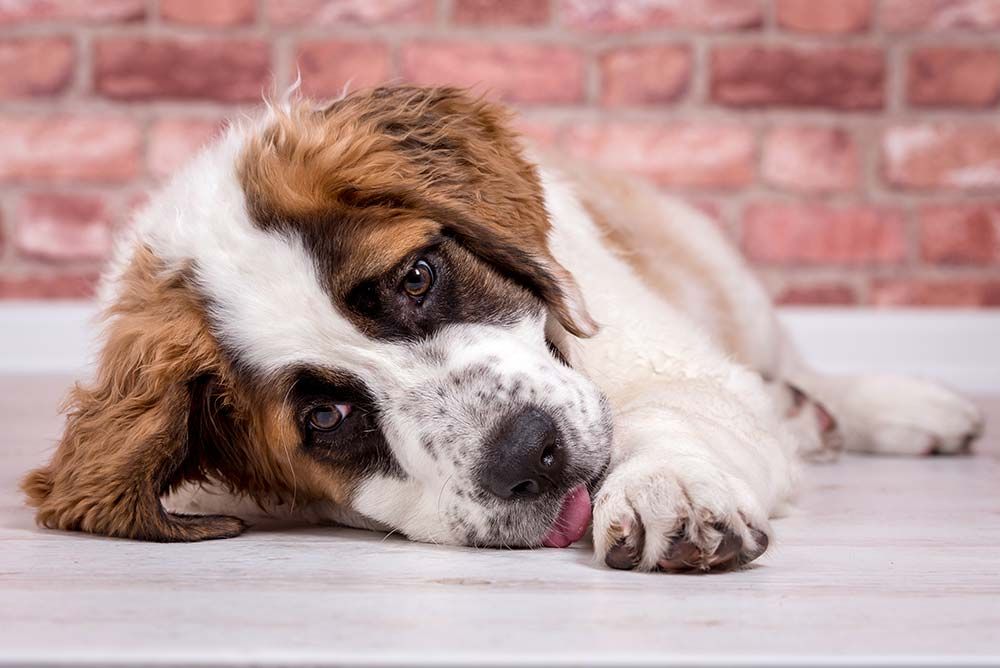 Sintomi di tossicita da pomodoro nei cani