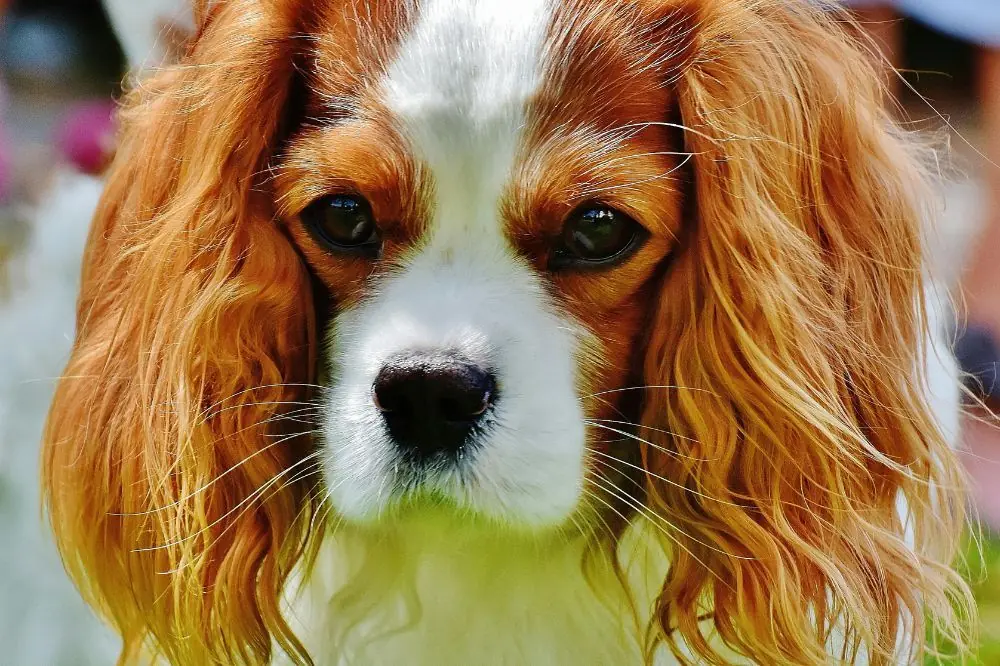 Spaniel Bretón