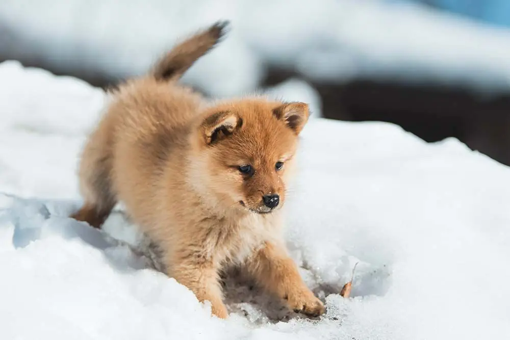 Spitz Finlandes caracter