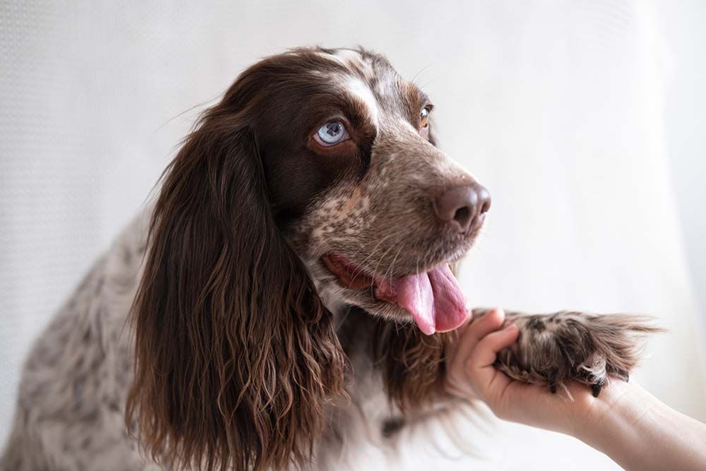 Springer Spaniel Ingles caracter