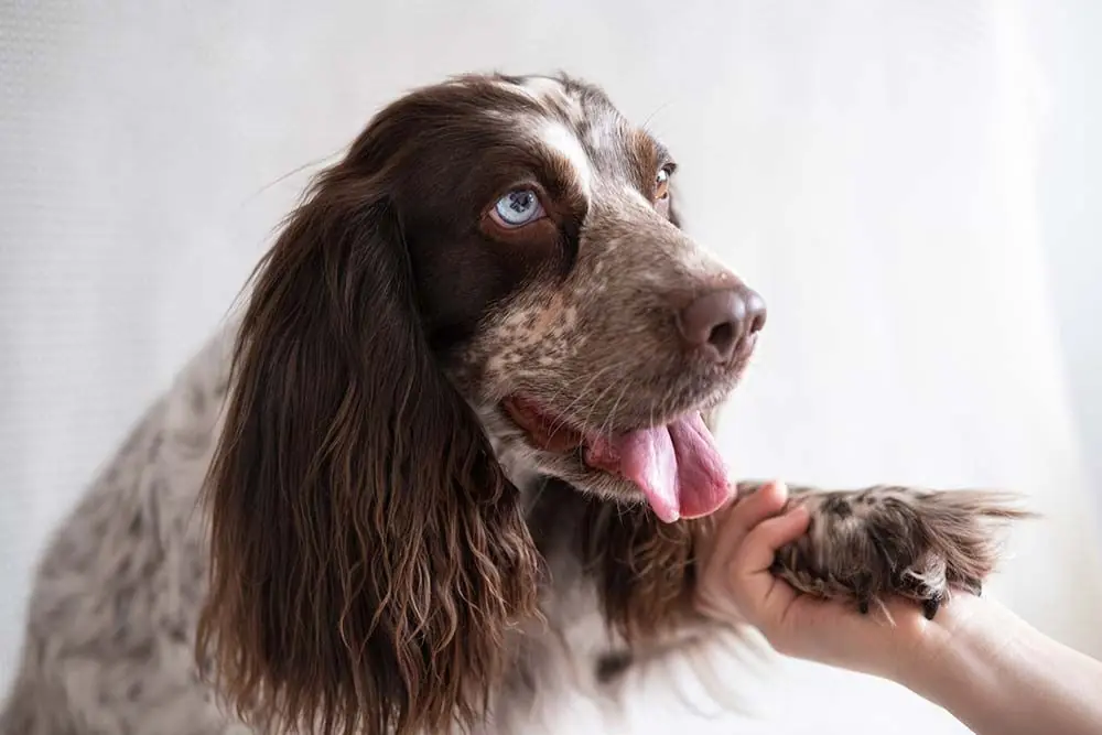Springer Spaniel Ingles caracter