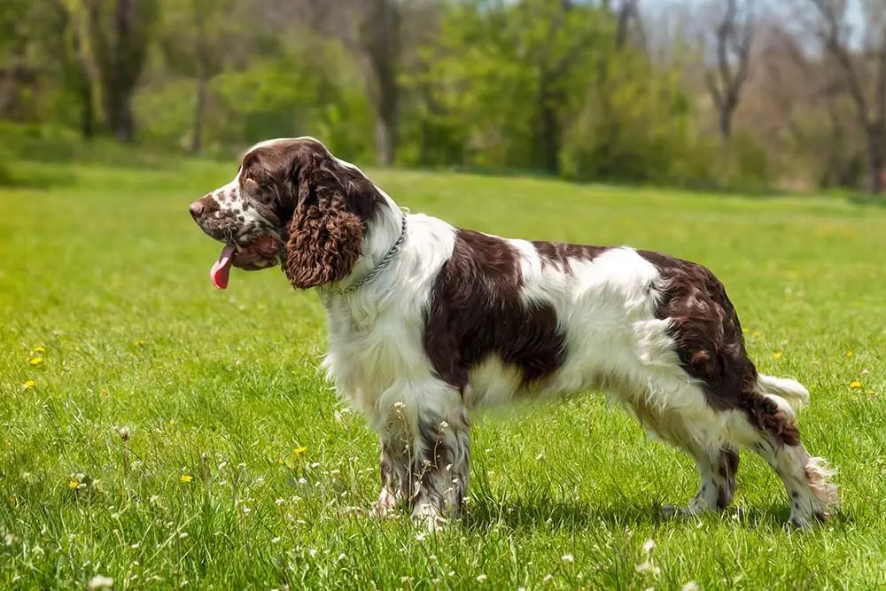 Springer Spaniel Inglés: Conoce las características, cuidados y su carácter