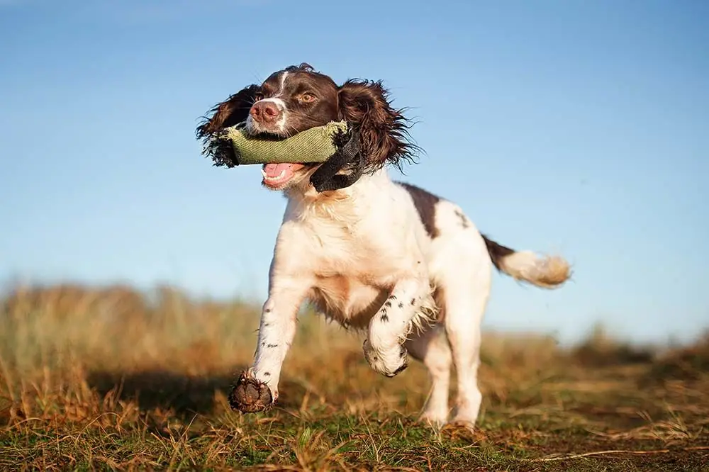 Springer Spaniel Ingles socializacion entrenamiento