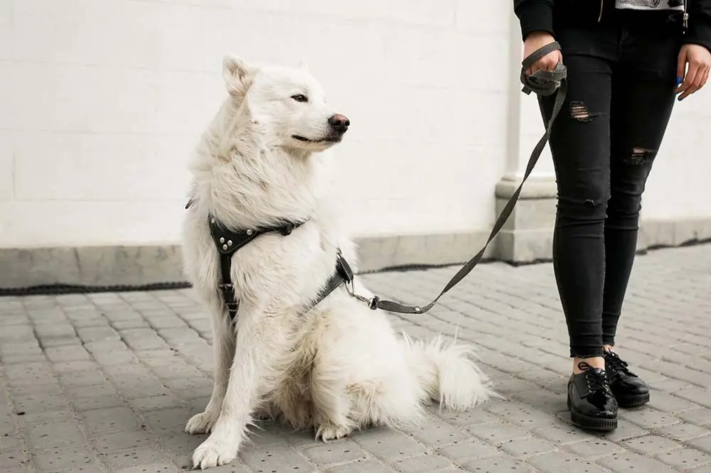 Techniques entrainement