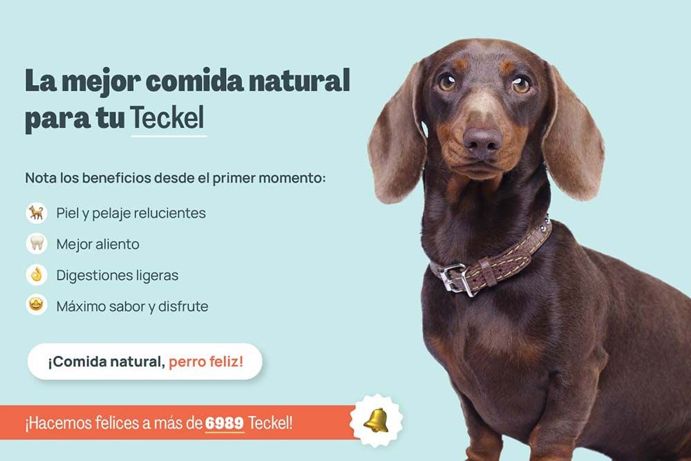 Teckel mejor comida natural
