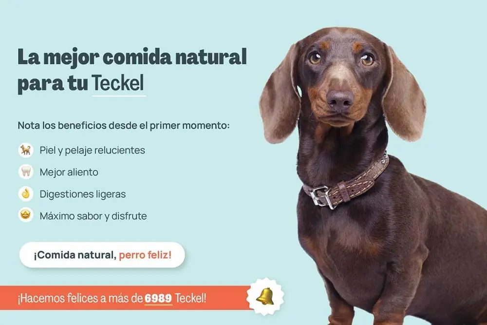 Teckel mejor comida natural