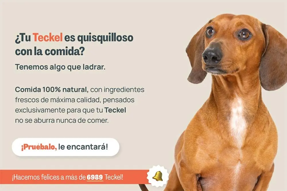 Teckel quisquilloso